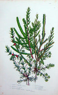 Original Old Antique Print C1870 Anne Pratt Plants Glasswort Saltwort Knawel