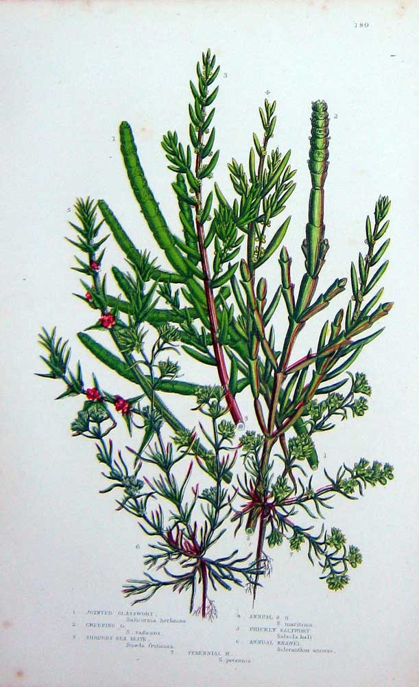 Original Old Antique Print C1870 Anne Pratt Plants Glasswort Saltwort Knawel