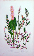 Old Antique Print C1870 Anne Pratt Plants Buckwheat Knot Rass Alpine Pink 19th