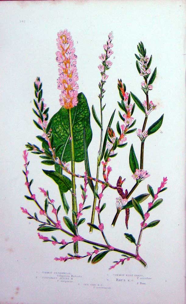 Old Antique Print C1870 Anne Pratt Plants Buckwheat Knot Rass Alpine Pink 19th