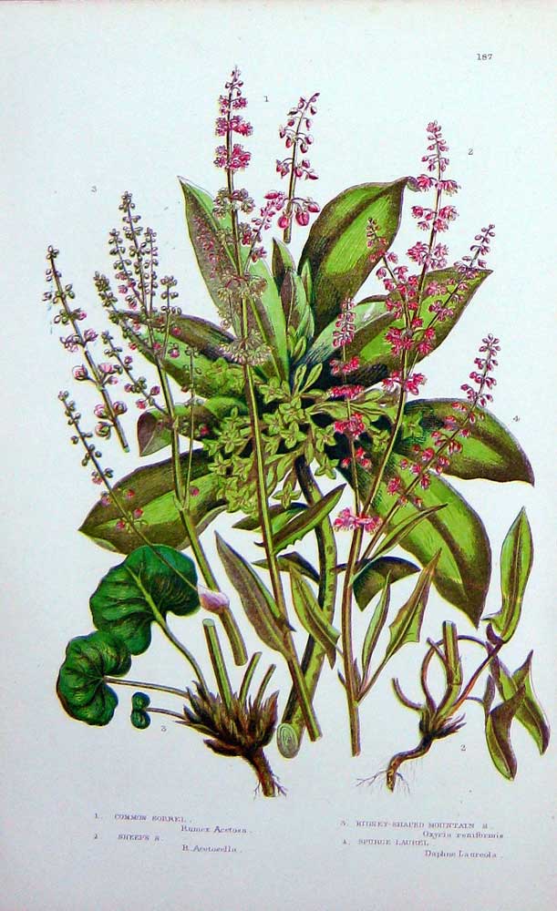 Original Old Antique Print C1870 Anne Pratt Plants Sorrel Spurge Laurel Sheeps