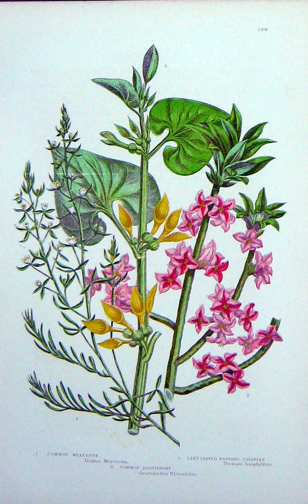Original Old Antique Print C1870 Anne Pratt Plants Merzereon Toadflax Birthwort