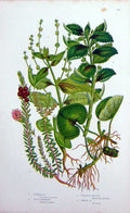 Original Old Antique Print C1870 Anne Pratt Plants Asarabacca Black Crowberry