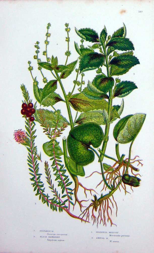 Original Old Antique Print C1870 Anne Pratt Plants Asarabacca Black Crowberry
