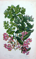 Old Antique Print C1870 Anne Pratt Plants Purple Spurge Irish Sun Warted 19th