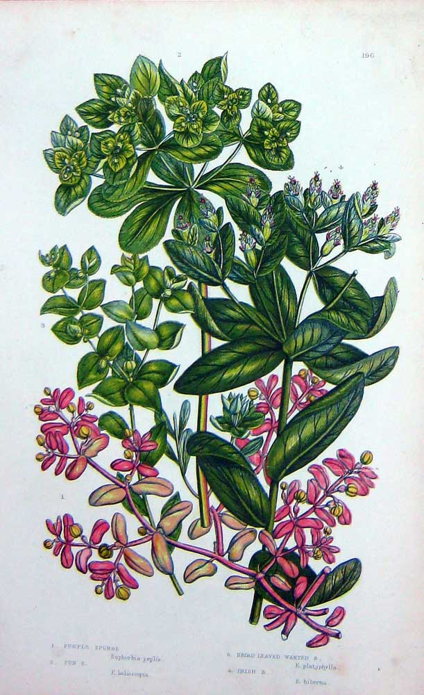 Old Antique Print C1870 Anne Pratt Plants Purple Spurge Irish Sun Warted 19th