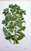 Original Old Antique Print C1870 Anne Pratt Plants Marsh Coral Srurge Cypress
