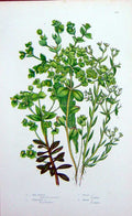 Old Antique Print C1870 Anne Pratt Plant Sea Spurge Petity Dwarf Portland 19th