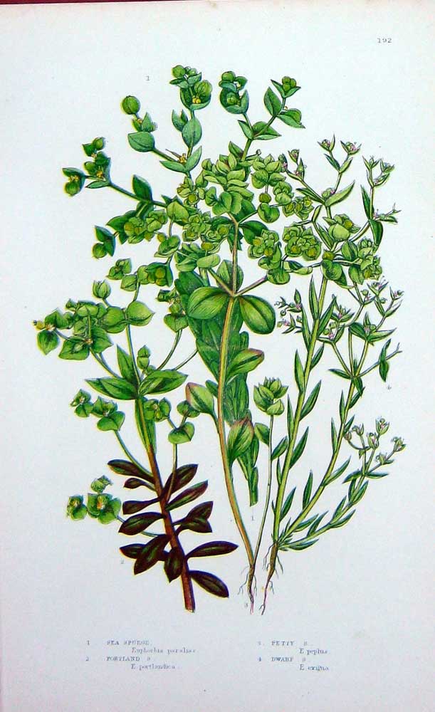 Old Antique Print C1870 Anne Pratt Plant Sea Spurge Petity Dwarf Portland 19th
