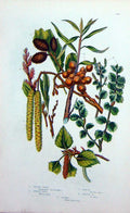 Old Antique Print C1870 Anne Pratt Plants Sallow Thorn Sweet Gale Alder 19th