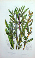 Old Antique Print C1870 Anne Pratt Plants Purple Willow Rose Basket-Osier 19th