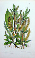 Original Old Antique Print C1870 Anne Pratt Plants Sharp Willow Crack Sweet Bay