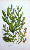 Old Antique Print C1870 Anne Pratt Plant Tree Willow Dwarf Silk Ambiguous 19th
