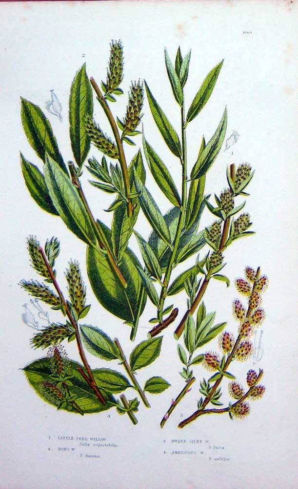 Old Antique Print C1870 Anne Pratt Plant Tree Willow Dwarf Silk Ambiguous 19th