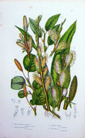 Old Antique Print C1870 Anne Pratt Plants Mountain Willow Osier Auricled 19th