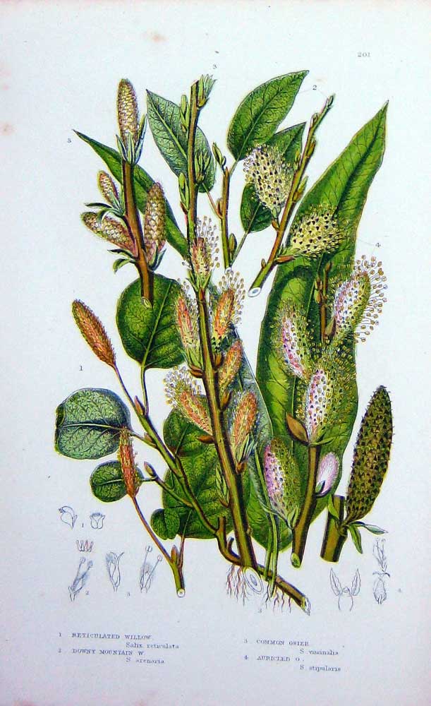 Old Antique Print C1870 Anne Pratt Plants Mountain Willow Osier Auricled 19th