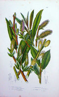 Old Antique Print C1870 Anne Pratt Plants Silky Leaved Sallow Ferruginous 19th