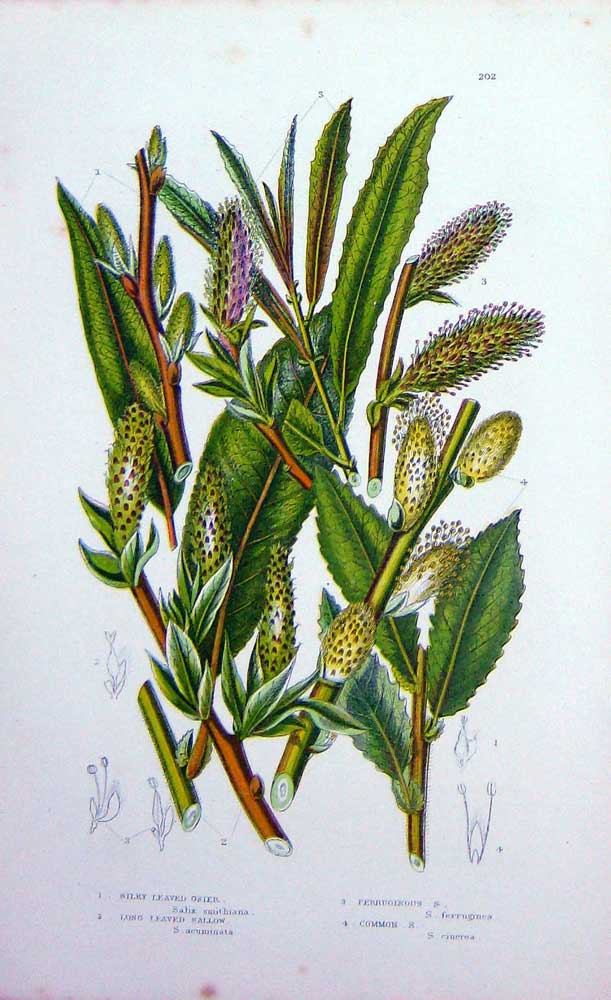 Old Antique Print C1870 Anne Pratt Plants Silky Leaved Sallow Ferruginous 19th