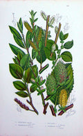 Original Old Antique Print C1870 Anne Pratt Plants Round Eared Sallow Willow