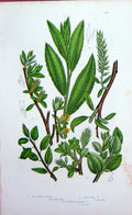 Original Old Antique Print C1870 Anne Pratt Plants Tea Leaved Willow Small Tree