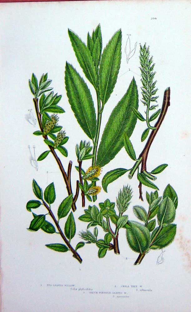 Original Old Antique Print C1870 Anne Pratt Plants Tea Leaved Willow Small Tree