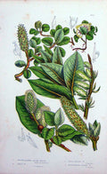 Original Old Antique Print C1870 Anne Pratt Plants Alpine Willow Apple Leaved