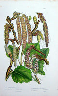 Old Antique Print C1870 Anne Pratt Plants Poplar Trembling Aspen Colour 19th