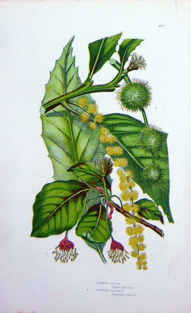 Old Antique Print C1870 Anne Pratt Plants Common Beech Spanish Chestnut 19th