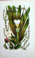 Original Old Antique Print C1870 Anne Pratt Plants Anacharis Frog-Bit Sier 19th