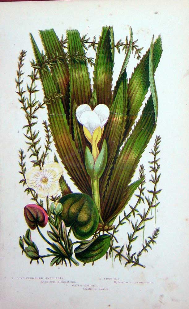 Original Old Antique Print C1870 Anne Pratt Plants Anacharis Frog-Bit Sier 19th