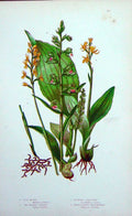 Old Antique Print C1870 Anne Pratt Plants Bog Orchis Liparis Coral Root 19th