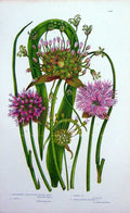 Old Antique Print C1870 Anne Pratt Flower Plants Chive Bulbiferous Garlic 19th