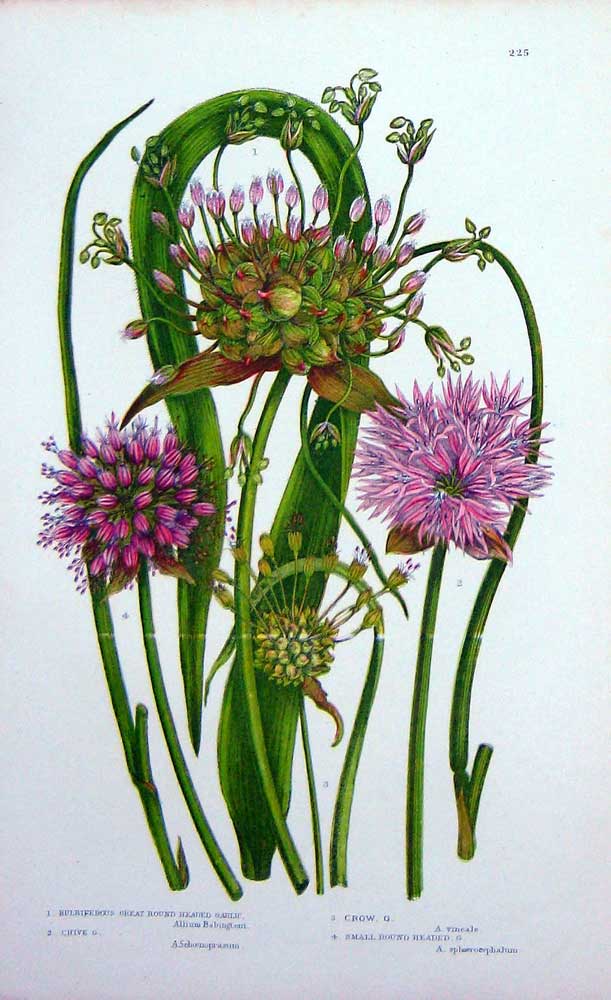 Old Antique Print C1870 Anne Pratt Flower Plants Chive Bulbiferous Garlic 19th