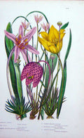Old Antique Print C1870 Anne Pratt Plants Lloydia Saffron Pipewort Tulip 19th