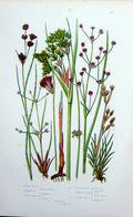 Old Antique Print C1870 Anne Pratt Plants Rush Heath Lesses Bog Sharp Sea 19th