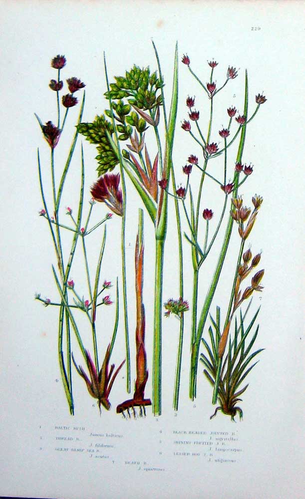 Old Antique Print C1870 Anne Pratt Plants Rush Heath Lesses Bog Sharp Sea 19th