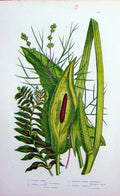 Original Old Antique Print C1870 Anne Pratt Plants Cuckoo Pint Pondweed Fennel