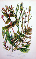Old Antique Print C1870 Anne Pratt Plants Pondweed Curly Grass-Wrack-Like 19th