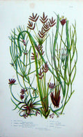 Old Antique Print C1870 Anne Pratt Plants Pond Weed Ruppia Cyperus Wrack 19th