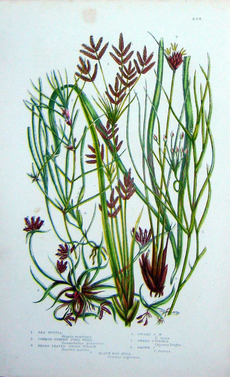 Old Antique Print C1870 Anne Pratt Plants Pond Weed Ruppia Cyperus Wrack 19th