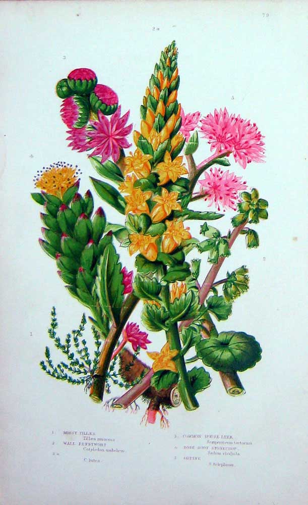 Original Old Antique Print C1870 Anne Pratt Plants Mossy Tillea Pennywort Leek