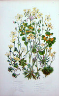 Original Old Antique Print Saxifrage Garanium Alpine C1870 Anne Pratt Plants