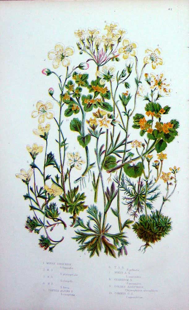 Original Old Antique Print Saxifrage Garanium Alpine C1870 Anne Pratt Plants