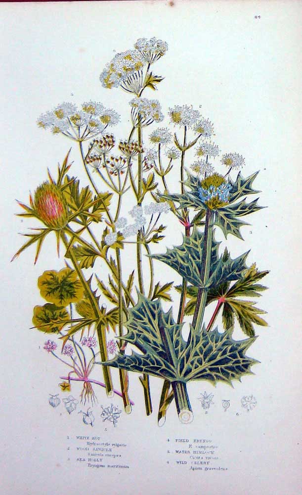 Old Antique Print C1870 Anne Pratt Plants Celery Rot Sanicle Holly Eryngo 19th