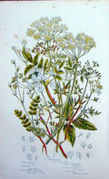 Original Old Antique Print C1870 Anne Pratt Plants Parsley Marshwort Gout Weed