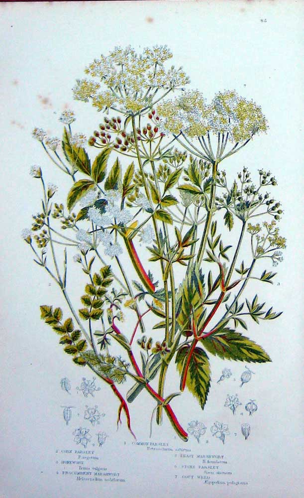 Original Old Antique Print C1870 Anne Pratt Plants Parsley Marshwort Gout Weed