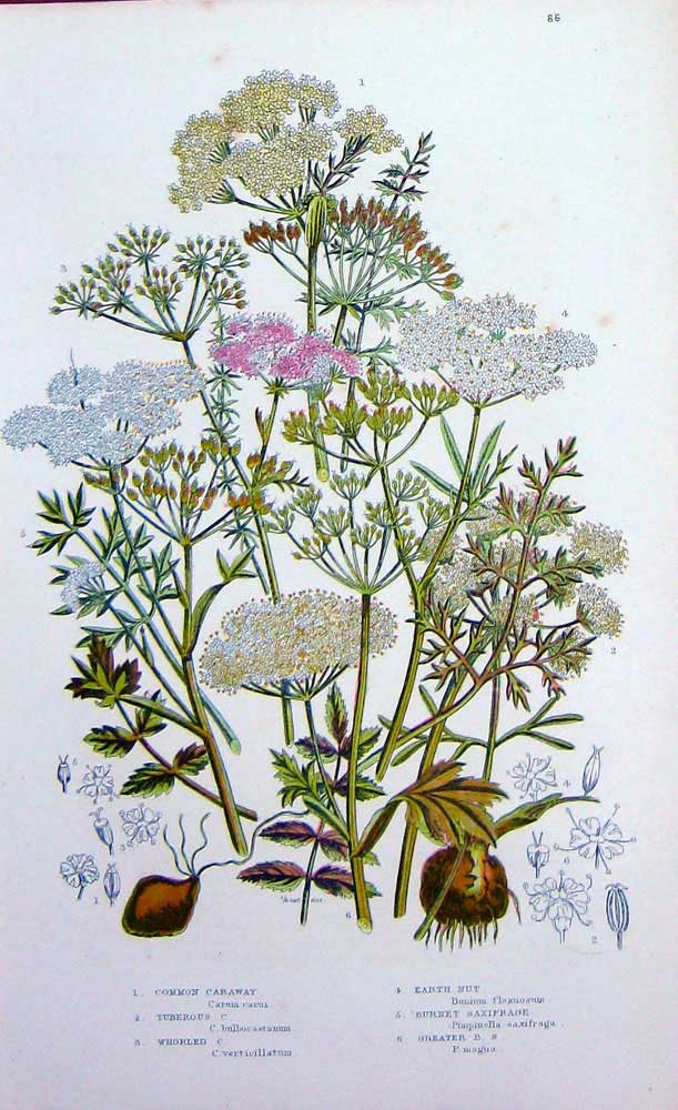 Original Old Antique Print C1870 Anne Pratt Plants Caraway Saxifrage Earth Nut