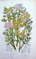 Old Antique Print C1870 Anne Pratt Plants Dropwort Parsley Hemlock Wort 19th