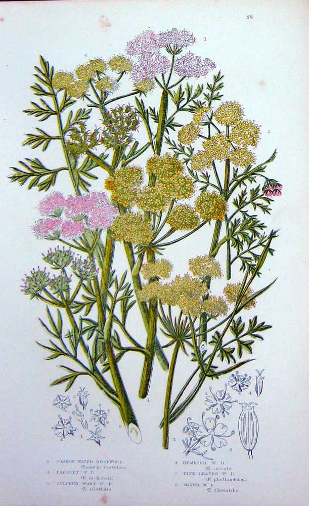 Old Antique Print C1870 Anne Pratt Plants Dropwort Parsley Hemlock Wort 19th