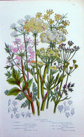 Old Antique Print C1870 Anne Pratt Plants Fennel Saxifrage Camphire Money 19th